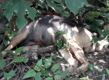 狗妈妈刚生完小狗崽就被毒死 遗留未开眼6只幼犬