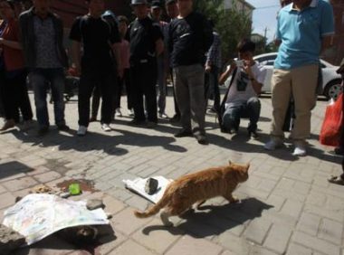 猫如此的灵活,为什么马路被压死的猫比狗多?