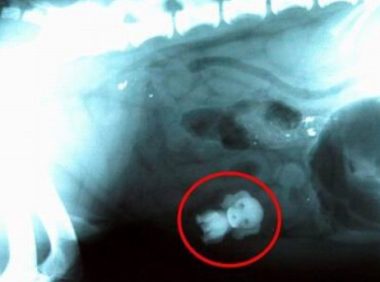 调皮狗狗误食玩具狗急坏主人 连忙送医院取出