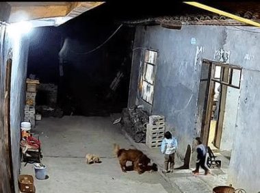 孩子摔跤倒在狗狗身上, 爷爷误以为狗欺负孩子