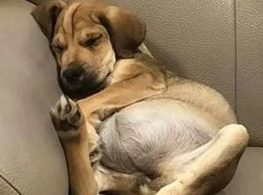 以为狗狗生病了,结果闹出了一个大笑话!