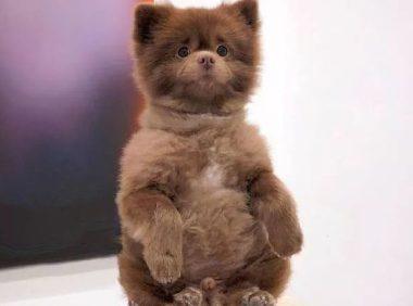 男子养了一只博美，却被质疑根本不是狗