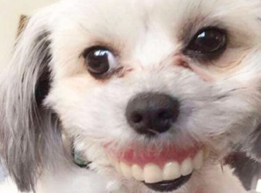 主人睡醒发现假牙消失 谁知狗子转头漏8颗牙灿笑 惹全家人笑到流泪