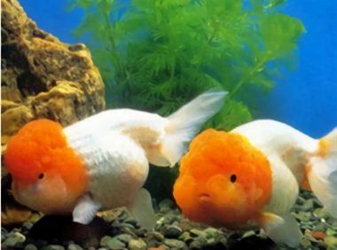 黄高头身份信息