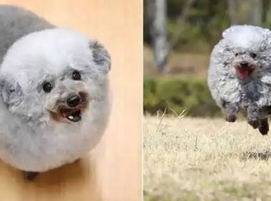 酷似小绵羊，想拥有一只这样的贵宾犬