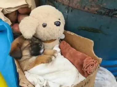 小蜜薯狗狗最新进展，已有救助者带狗狗去看了医生