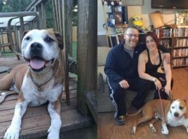 斗牛犬为陌生人挡5刀 奇迹活下来还找到新家