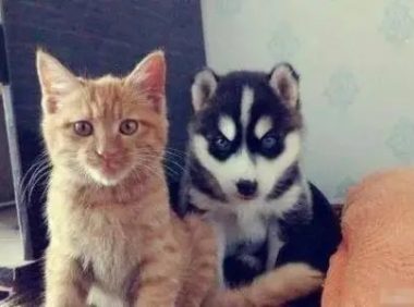哪种宠物像猫 | 主人养了只奇葩宠物,像猫不叫猫像狗却不是狗