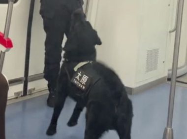 乘警和警犬在地铁上互动玩游戏,其实它也是个孩子呀