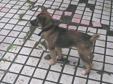 网友捡了一只小狗，它心理状态非常好，每日全是笑嘻嘻的情况