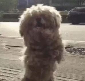 一只流浪狗的蜕变，感谢让它遇见了有爱的主人，从此不用颠沛流离