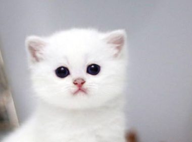 狗狗掉毛程度 | “我家狗/猫掉毛太多怎么办!”先别急,你知道掉多少毛算多吗?