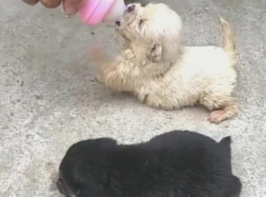 二只小奶狗被捡回家了，第一餐就喂母乳，小狗狗腿令人心痛