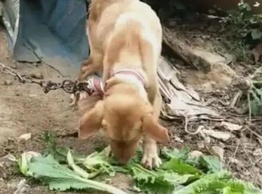 狗狗被绑在山上守菜地，瘦骨如柴，扔个苹果狼吞虎咽