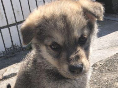 化下雪天流浪犬在女生脚旁打转,小家伙止不住哆嗦,模样叫人心痛