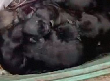 一堆刚出生小狗被扔垃圾桶，男子带回家给它们找奶妈，全都活下来