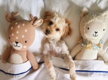 酒店推出“狗狗陪睡”,睡出感情了,能带走狗,但有条件