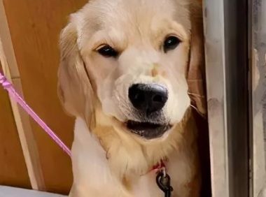 饭碗被压扁后，狗狗瞬间跌坐地上，被气哭…