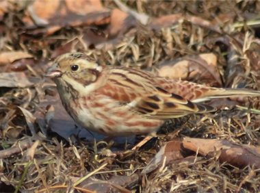 三道眉草鸟身份信息