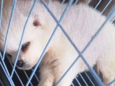 直播间买的博美犬，不到一周就病死了？宠物店：跟我没关系