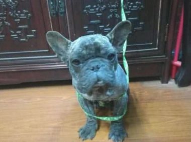 捡到一只难看的流浪犬，想不到是名犬，网友：赚变大！