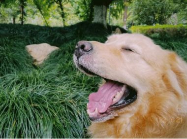 学校集体演戏：拍假视频称狗走失，最后找野地掩埋毁尸灭迹！