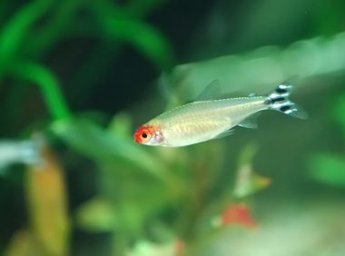 红鼻剪刀身份信息