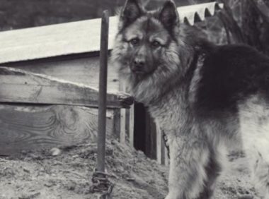 狗狗被主人锁在后院多年,第一次看到海,它激动得嗷嗷叫