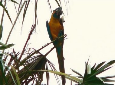 蓝喉金刚鹦鹉身份信息