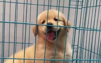 网购的宠物狗养几天就死?