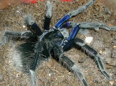 玻利维亚钢铁蓝身份信息