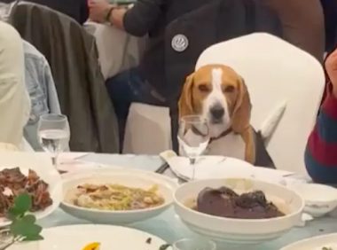 吃席的时候发现狗狗也坐在桌边，一脸尴尬又茫然：没人给我夹菜啊