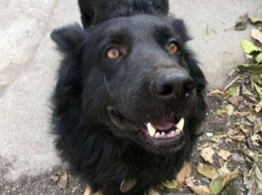 可怕野生狼竟是牧羊犬，被救时浑身是伤，志愿者忍不住落泪