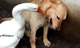 狗狗性子脾气越来越大，主人无可奈何送乡村更新改造，十几天后的画面很扎心