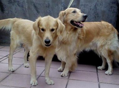 原本亲密无间的二只金毛,在母犬产下小黑狗以后,完全闹僵了