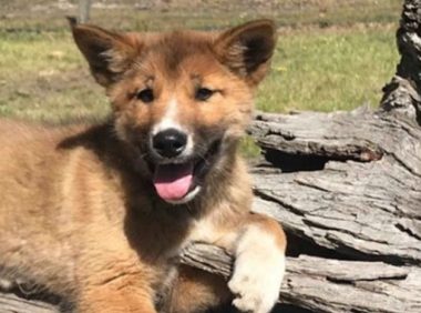 小狗主動求收養(yǎng),小哥感覺不對勁,檢測DNA后:不是普通狗