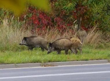 神奇动物现身菜园，鼻子像猪，身体像狗