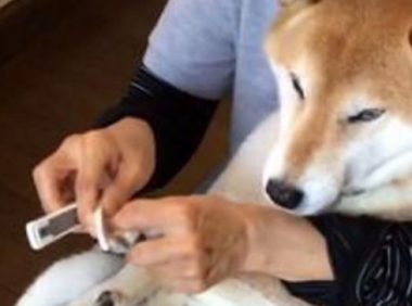 柴犬剪指甲全程狂叫，主人家看透后爱理不理，狗界金马影帝激情片段过重