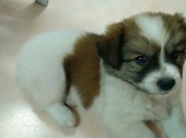 路边捡到了只流浪狗,原以为是只蝴蝶犬,结果长成了这样