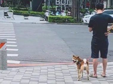 横穿马路时发现前边一只柴犬，一直走两步就回头巡视：究竟几个意思