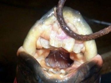 怪鳗鱼咬得狗惨叫 满口人牙吓坏渔夫