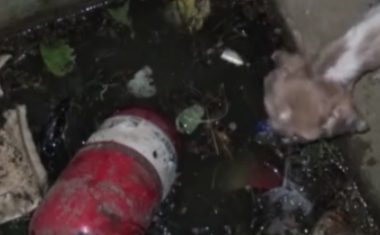 狗狗掉进排水沟,以脏水和垃圾为生,和主人重逢那刻早已泣不成声