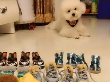 小黑狗怕冷,钻进主人的衣服口袋,狗:暖暖的……