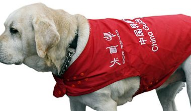 导盲犬进公共场所不应遭拒