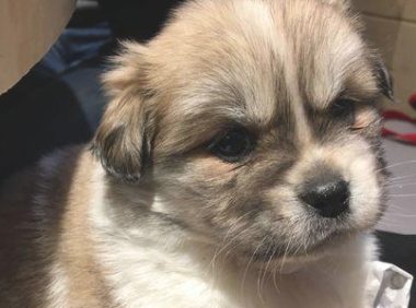 流浪小奶狗走在路上乱跑,差点儿被撞着,抱起它的那一刻女生心痛坏掉