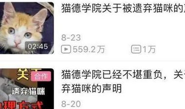 爱心网红靠流浪狗得百万打赏，猫德学院濒临破产，宠物经济真奇怪