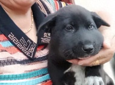 狗狗的脸肿成了猪头,主人安慰它还时不时的去摸