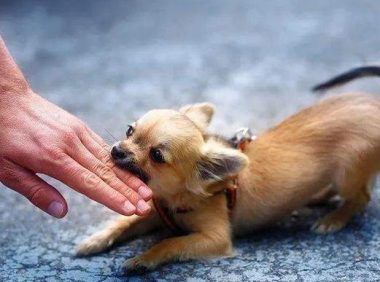 为什么狗狗老叫老乱咬主人