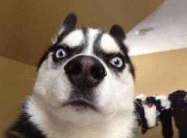 到了饭点却不见二哈的踪影,邻居打来电话:你家狗下锅了!