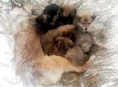 狗妈妈抱7只小狗冻死在雪地里!